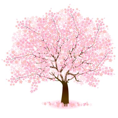 Kiraz çiçeği arkaplanı