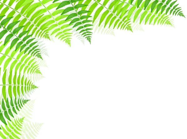 Fougère plante à feuilles — Image vectorielle