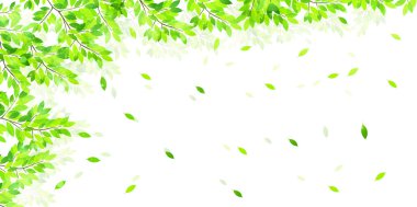 Yaprak taze yeşil arka plan