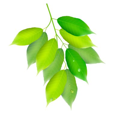 Leaf fresh green background clipart