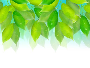 Yaprak taze yeşil arka plan