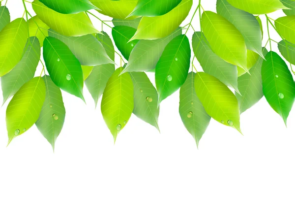 Leaf fresh green background — Stock Vector