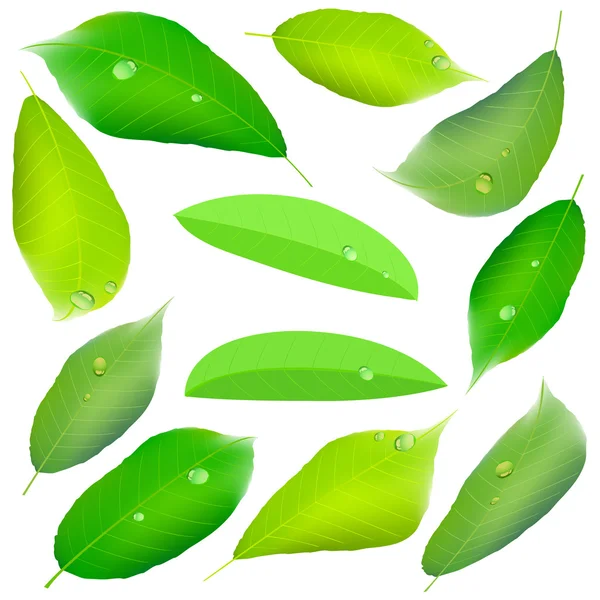 Feuilles de plante verte fraîche — Image vectorielle