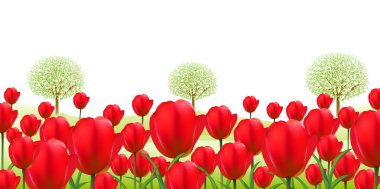 Lale çiçek arka plan