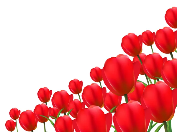 Tulpe Blume Hintergrund — Stockvektor