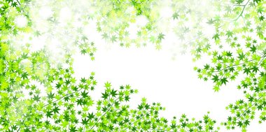 Leaf maple background clipart