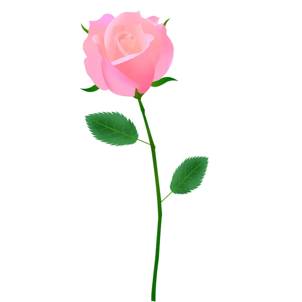 Pictogram van Rose pink — Stockvector