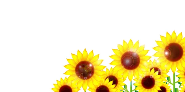 Sonnenblume Blume Hintergrund — Stockvektor