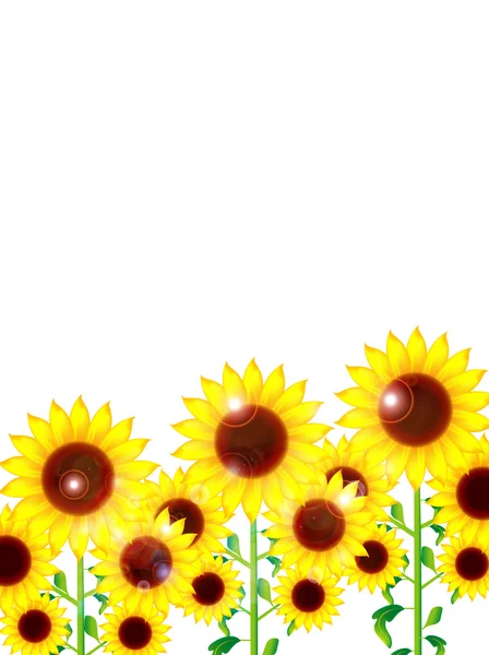 Tournesol fond de fleur — Image vectorielle