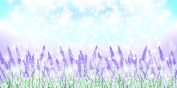 Lavender herb background — Stock Vector