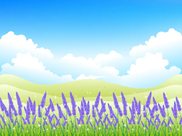 Lavendel ört bakgrund — Stock vektor