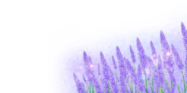 Fondo de hierba de lavanda — Vector de stock