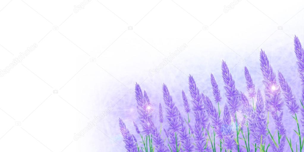 Lavender herb background