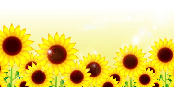 ひまわりの花背景 — ストックベクタ