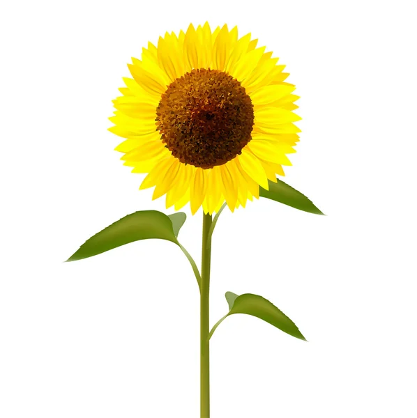 Квітка соняшника значок — стоковий вектор