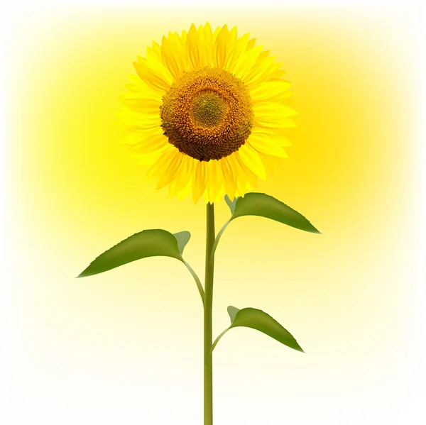 Sunflower flower icon