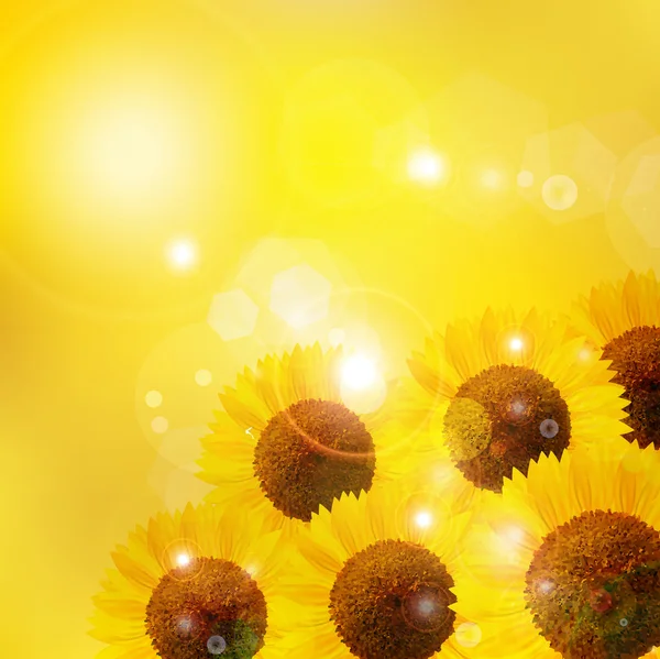 Girasol flor fondo — Vector de stock