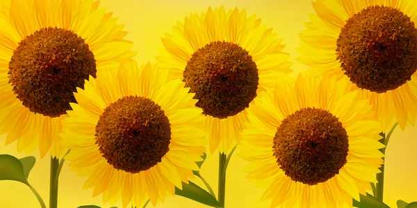 Sunflower flower background — Stock Vector