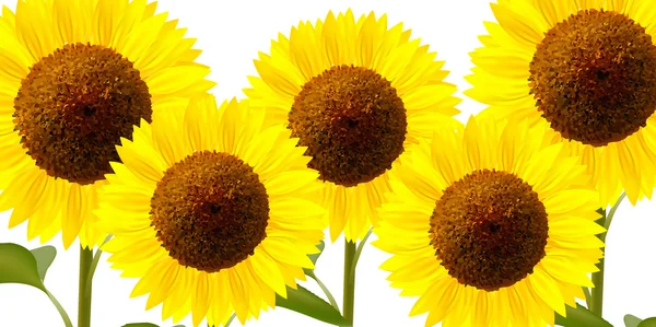 Latar belakang bunga matahari - Stok Vektor