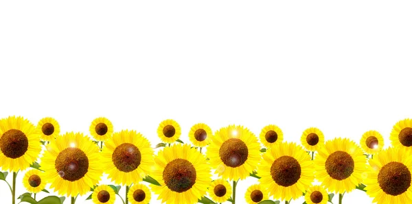 Girasol flor fondo — Vector de stock