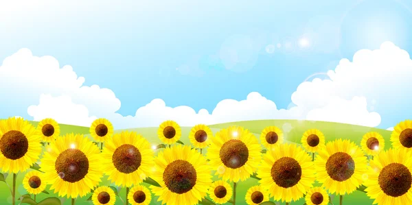 Fondo cielo girasol — Vector de stock