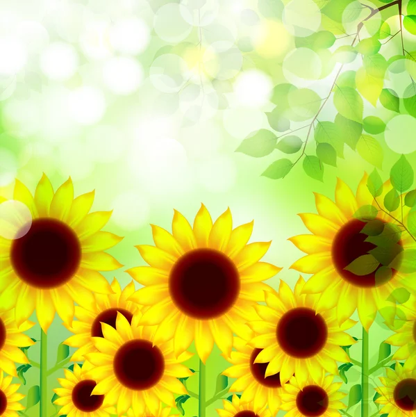 Sunflower leaf background — Stock Vector