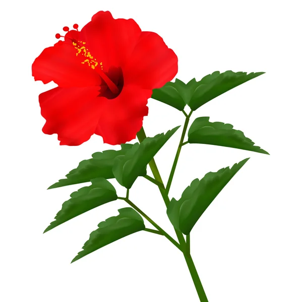 Hibiscus fleur d'été — Image vectorielle