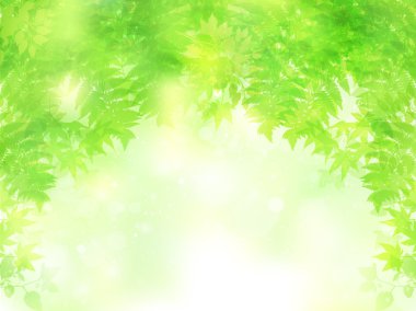 Yaprak akçaağaç eğreltiotu