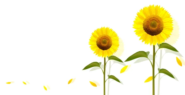 Girasol flor fondo — Vector de stock