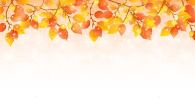 akçaağaç yaprakları arka plan