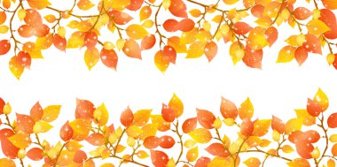 akçaağaç yaprakları arka plan