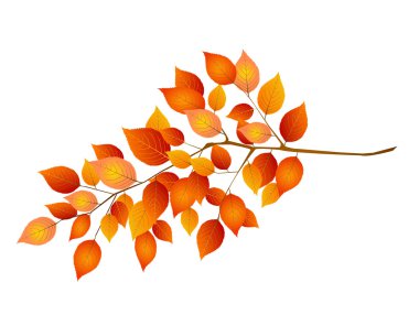 akçaağaç yaprakları arka plan