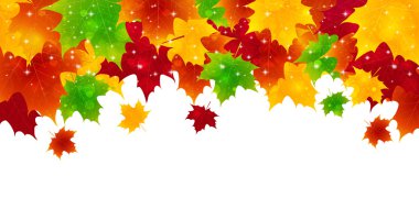 akçaağaç yaprakları arka plan