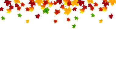 akçaağaç yaprakları arka plan