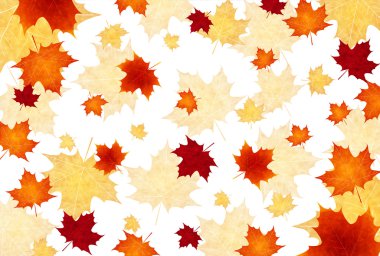 akçaağaç yaprakları arka plan