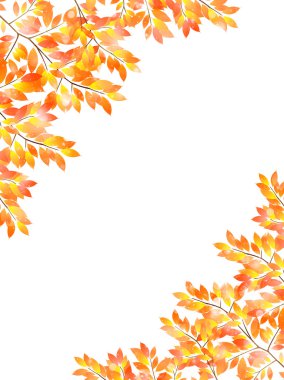 akçaağaç yaprakları arka plan