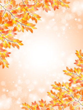 akçaağaç yaprakları arka plan