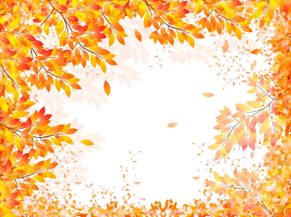 Maple foliage background — Stock Vector