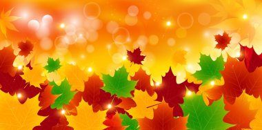 akçaağaç yaprakları arka plan