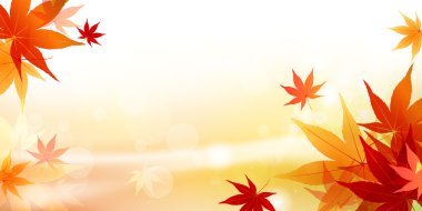 akçaağaç yaprakları arka plan