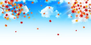 akçaağaç yaprakları arka plan