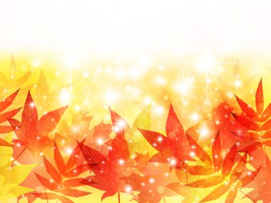 akçaağaç yaprakları arka plan