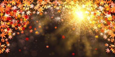 akçaağaç yaprakları arka plan