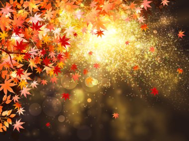 akçaağaç yaprakları arka plan