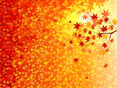 akçaağaç yaprakları arka plan