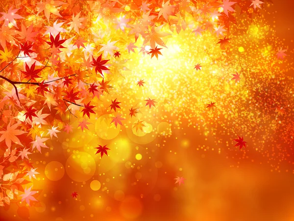 akçaağaç yaprakları arka plan