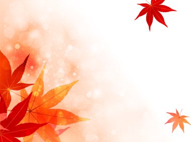 arka plan akçaağaç sonbahar yaprakları