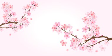 Bahar kiraz çiçeği arka planı