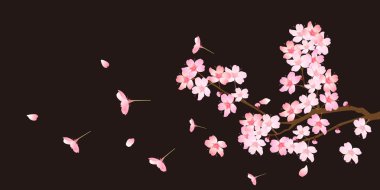 Bahar kiraz çiçeği arka planı