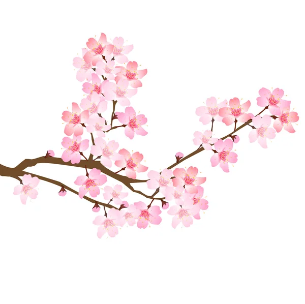 Spring cherry blossom icon — Stock Vector